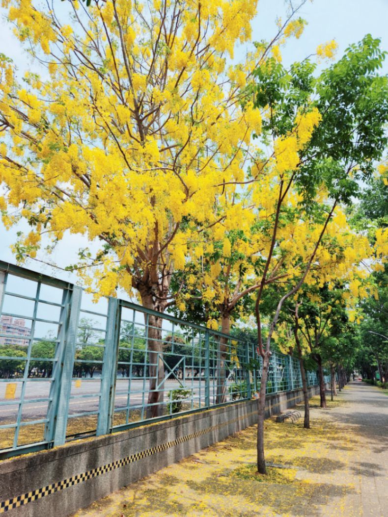金色季节